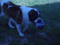 jugando